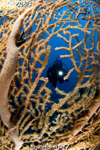 My dive buddy by Gleb Tolstov 